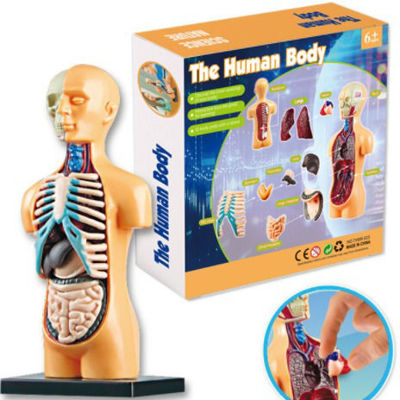 picture of Human body model