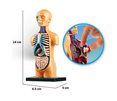 picture of Human body model